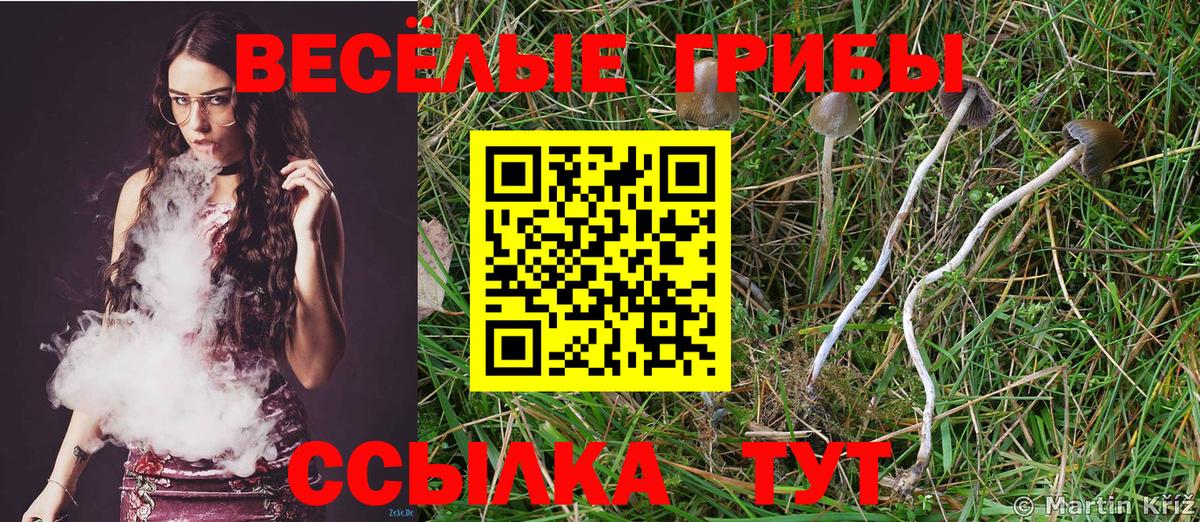 Псилоцибиновые грибы Psilocybine cubensis Усинск